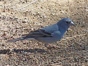 Male Blue Chaffinch - Fringila teydea © John Muddeman